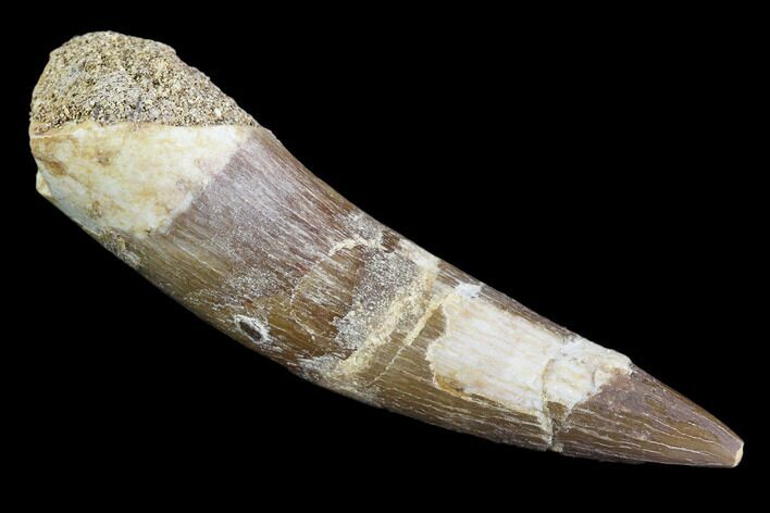 Fossil Plesiosaur (Zarafasaura) Tooth - Morocco #107714